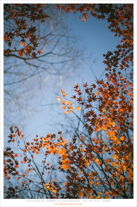 12월의 가을 (캐논 5D)