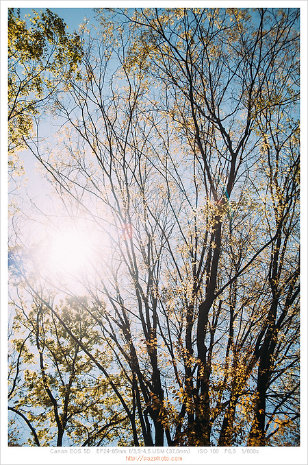 [Canon 5D] 새싹 햇살