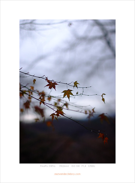 비에 젖은 나뭇잎들 (Fujifilm S5pro)