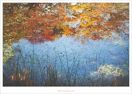 [Canon 5D] 가을가을하다