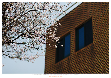 [Canon 5D] 봄, 초봄