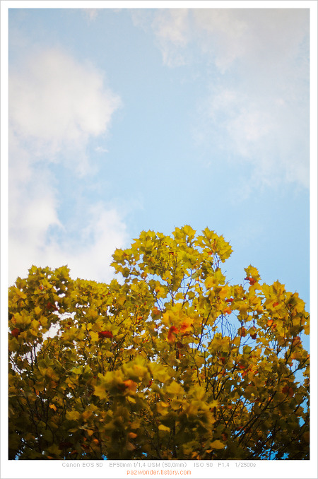 가을이 온다 (Canon 5D)