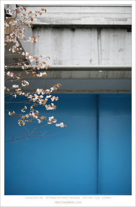 [Canon 5D] 봄날