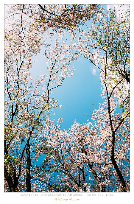 [Canon 5D] 봄날 숲 산책