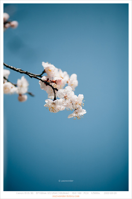 [Canon 5D] 봄이 오네 봄이 오네