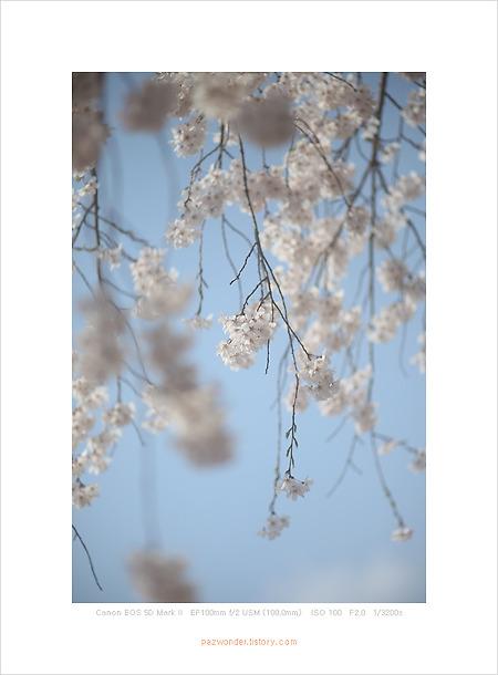 봄날, 벚꽃, 국립 현충원에서 (Canon 5D MarkII)