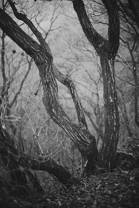 [Canon 5D] 흑백사진, 숲 속 산책
