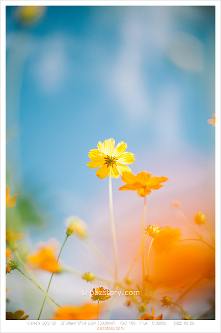 올림픽공원, 들꽃마루, 황화 코스모스 [Canon 5D]