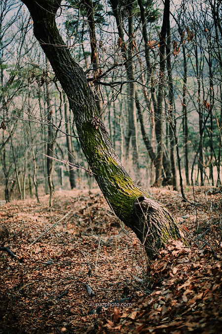 [Canon 5D] 나 홀로 낯선 숲 속 산책