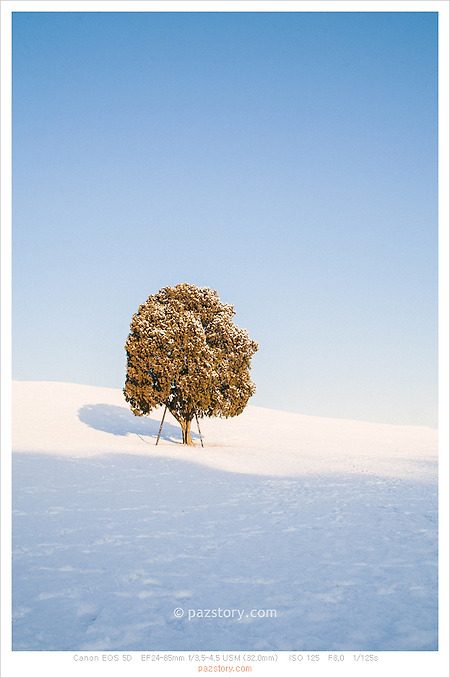 나홀로 나무, 겨울 (Canon 5D)