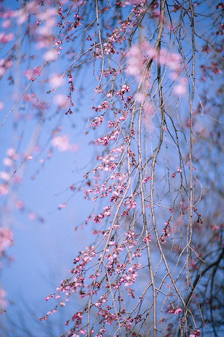 봄 (Nikon D700)