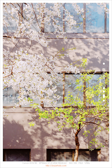 [Canon 5D] 봄날