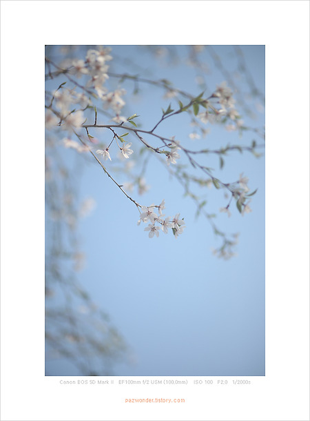 봄날, 해질 때, 국립 현충원에서 (Canon 5D MarkII)