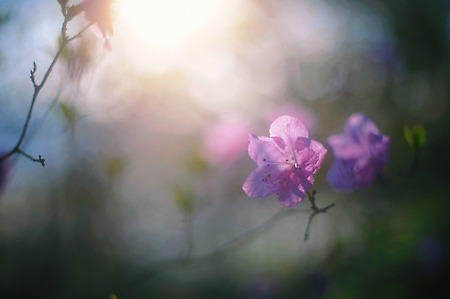 봄날의 사진 (Nikon D700)