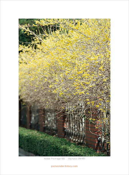 봄 (Kodak Proimage 100)