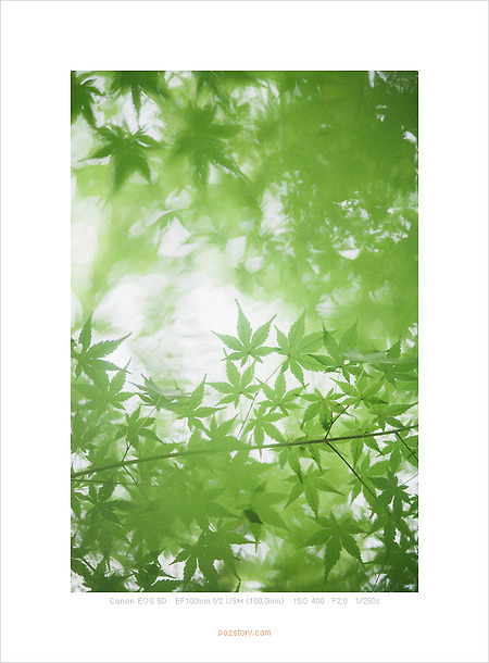 Green (Canon 5D)