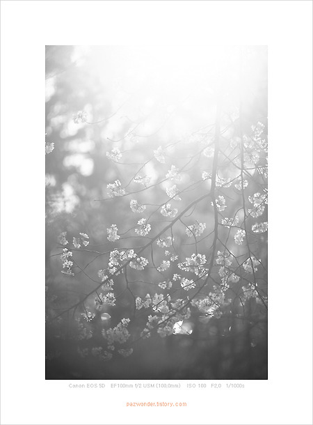 봄, 벚꽃, 과천 서울대공원 (Canon 5D)