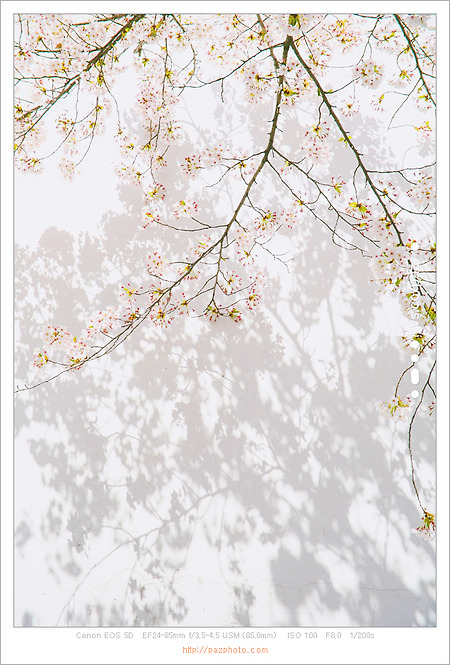 [Canon 5D] 봄이 주는 기쁨