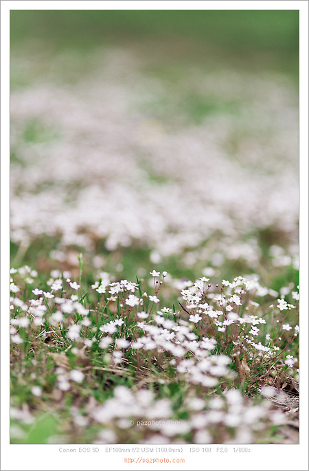 [Canon 5D] 작은 풀꽃 사랑