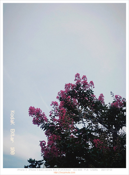 [IphoneX] 배롱나무 꽃 피는 계절