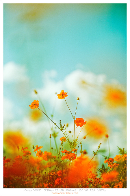 가을 꽃 (Canon 5D)
