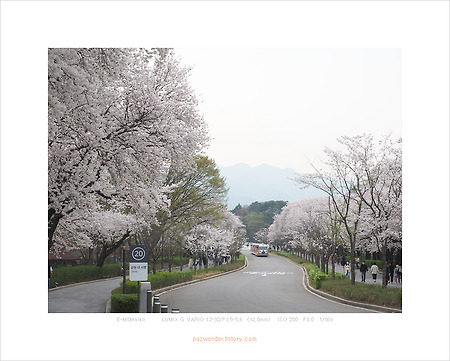 월요일에 만나는 서울 대공원 벚꽃길 (Olympus E-M5 MarkII)
