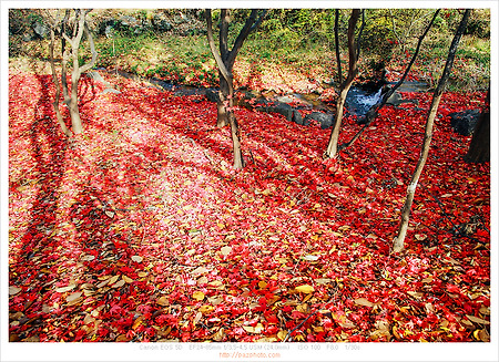 [Canon 5D]가을의 정점