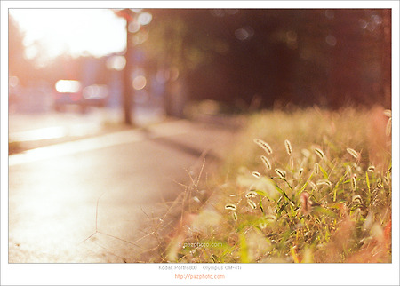 [필름사진][Portra 800] 오후 황금빛 햇살
