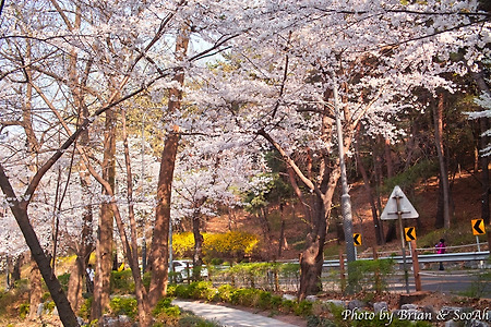 2023 수원 벚꽃놀이 - 경기도청과 화서공원