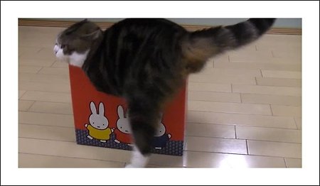 일본 고양이 마루 영상 보기 - 인터넷에서 유명해진 '일본 고양이 마루(Maru)'