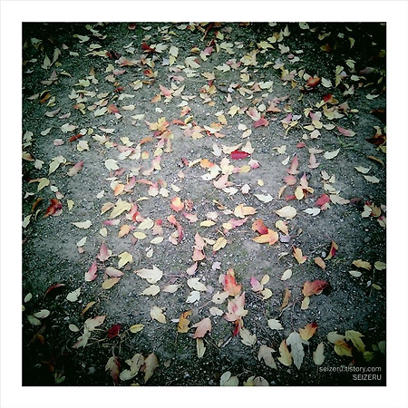 Whisper of Autumn leaves
