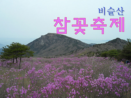 비슬산 참꽃축제 - 분홍빛으로 활활 타오르는 참꽃 군락지