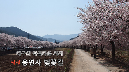 용연사 벚꽃길 - 대구시 선정 가장 아름다운 거리