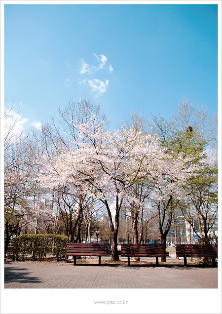벚꽃 나무 아래 벤치