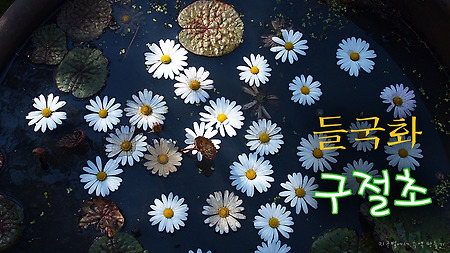 구절초가 눈처럼 온 천지에 새하얗게 뒤덮여 있는곳 - 장군산 영평사 구절초꽃축제 2014