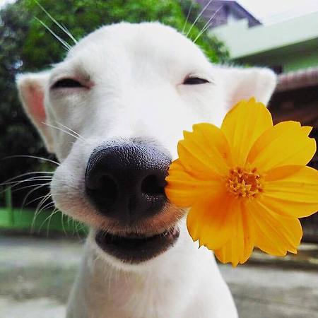 너무나 귀엽고 사랑스러운 강아지 사진들~(윙크하는강아지,꽃강아지,애교강아지)