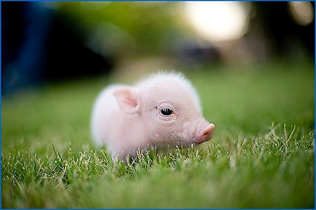 돼지에 관한 12가지 재미있는 사실들