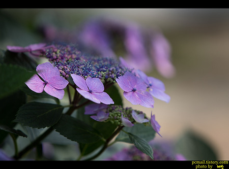 태종사의 수국과 나리꽃