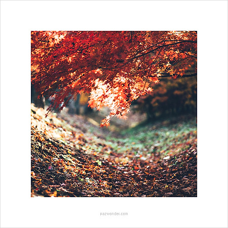 [PEN-F] 가을향기