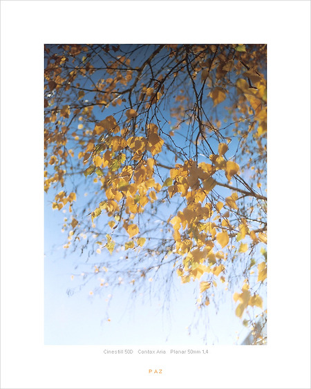 [Contax Aria][Cinestill 50D] 지난 가을빛