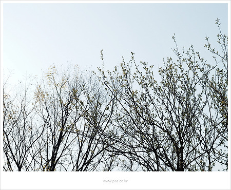 Spring Sky 03