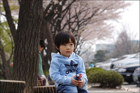 수원 서호공원 30분만 벚꽃구경...