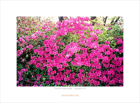 [Fuji Superia200][Olympus XA] 봄날의 산책