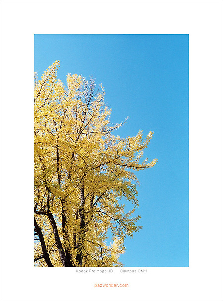 [Kodak Proimage100][OM-1] 노란 은행나무