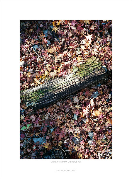 [Agfa Vista400][Olympus XA] 서후리숲