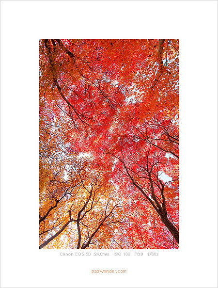 [Canon 5D] 가을 한가득