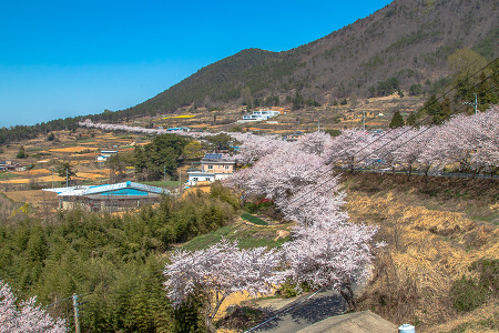 [남해] 벚꽃으로 봄이 물드는 보물섬, 남해로 가자