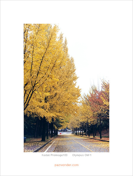 [OM-1] 노란 은행 나무
