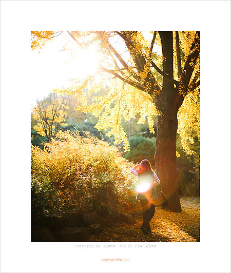 [5D] 가을아침, 현충원 은행나무