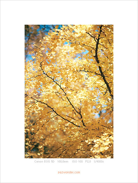 [Canon 5D] 투명한 가을빛